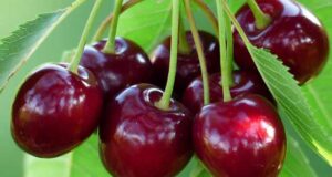 تعبیر خواب گیلاس برای دختر مجرد و زن باردار چیست؟