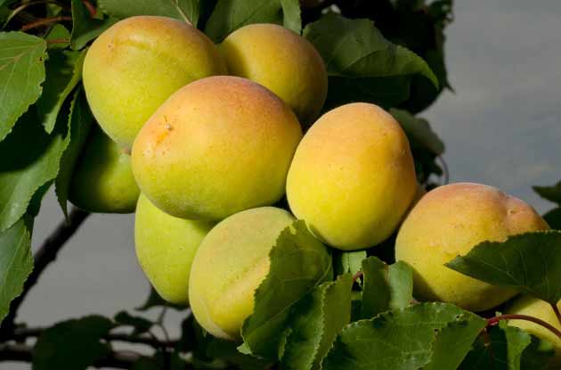 تعبیر خواب زردآلو سبز و نرسیده از درخت امام صادق (ع)