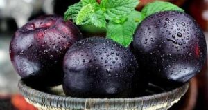 تعبیر خواب آلو سیاه چیدن و خوردن برای دختر مجرد + زن باردار