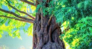 تعبیر خواب درخت امام صادق + درخت سبز بزرگ و کهنسال در خانه حضرت یوسف