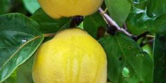 تعبیر خواب درخت به امام صادق و حضرت یوسف و ابن سیرین برای زن باردار