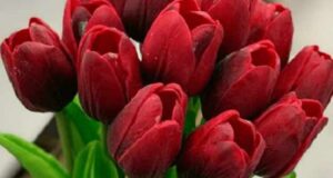 تعبیر خواب گل امام صادق و حضرت یوسف و گل هدیه گرفتن برای دختر مجرد