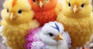 تعبیر خواب جوجه مرغ امام صادق و حضرت یوسف و جوجه رنگی برای دختر مجرد
