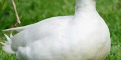 تعبیر خواب اردک امام صادق و حضرت یوسف و ابن سیرین و غذا دادن به اردک