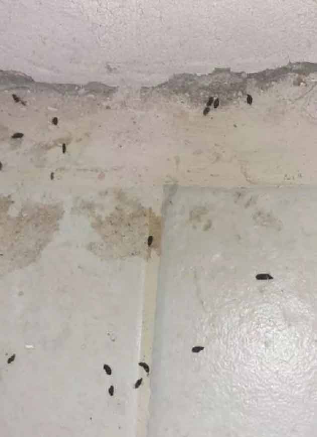 تعبیر خواب فضله موش و مدفوع موش در رختواب و خانه روی فرش و لباس