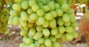 تعبیر خواب آبغوره ترش و شیرین خوردن از امام صادق و حضرت یوسف