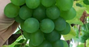 تعبیر خواب غوره امام صادق و حضرت یوسف و غوره سبز برای زن باردار