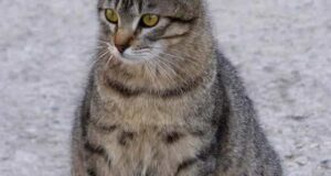 تعبیر خواب گربه باردار برای مرد و زن از نظر معبران ایرانی و غربی