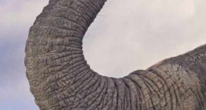تعبیر خواب خرطوم فیل از نظر معبرین ایرانی و غربی