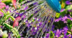 تعبیر خواب آب دادن به گل برای دختر مجرد + گل پژمرده و خشک شده
