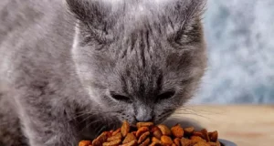 تعبیر خواب غذا دادن به گربه امام صادق + حضرت یوسف برای دختر مجرد و زن متاهل