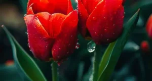 تعبیر خواب گل لاله ابن سیرین + دشت گل لاله سفید و صورتی برای زن و دختر مجرد
