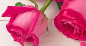 تعبیر خواب گل رز صورتی امام صادق و ابن سیرین برای دختر مجرد و زن متاهل