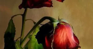 تعبیر خواب گل پژمرده شده + خشک شدن گل برای دختر مجرد و زن متاهل و باردار