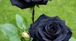 تعبیر خواب گل رز سیاه ابن سیرین + دسته گل رز مشکی گرفتن برای زن و دختر مجرد