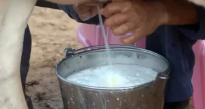 تعبیر خواب دوشیدن شیر گاو + از نظر امام صادق و حضرت یوسف و ابن سیرین