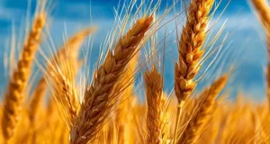 تعبیر خواب گندم از امام صادق و حضرت یوسف + گندم زار برای زن و دختر مجرد