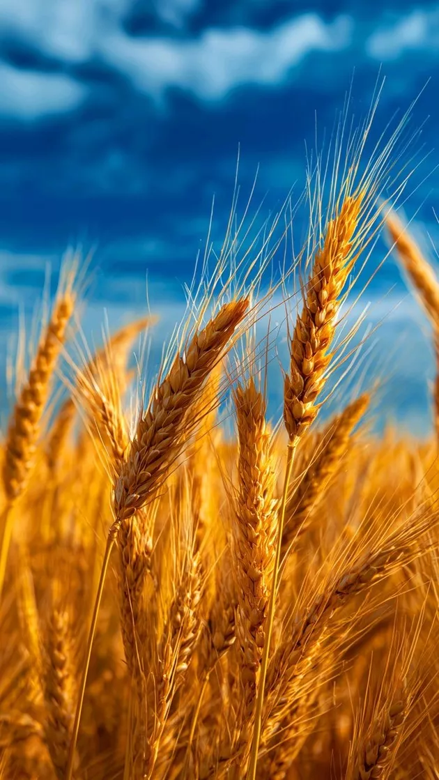 تعبیر خواب گندم از امام صادق و حضرت یوسف + گندم زار برای زن و دختر مجرد تعبیر خواب گندم از امام صادق و حضرت یوسف + گندم زار برای زن و دختر مجرد