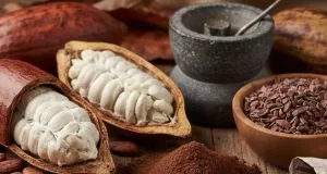 تعبیر خواب کاکائو ابن سیرین و امام صادق + برای دختر مجرد و زن متاهل و باردار